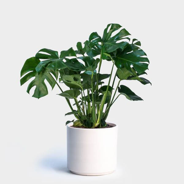 Cây Monstera