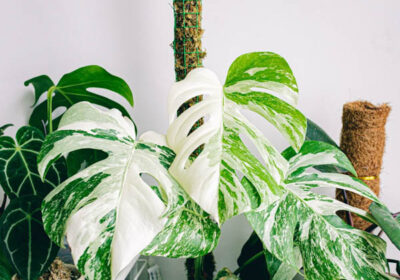 Ý nghĩa phong thủy và biểu tượng của cây monstera