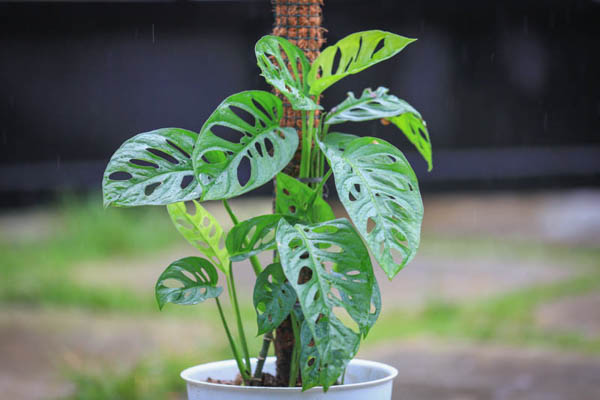 Monstera Adansonii