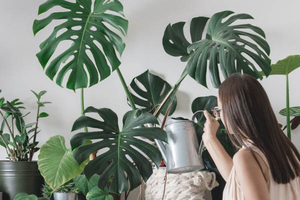 Chế độ tưới nước, bón phân và ánh sáng cho cây monstera