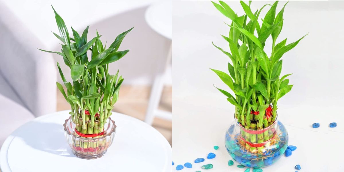 Cây hợp mệnh Hỏa 1987 giúp cân bằng ngũ hành và tăng cường sức sống