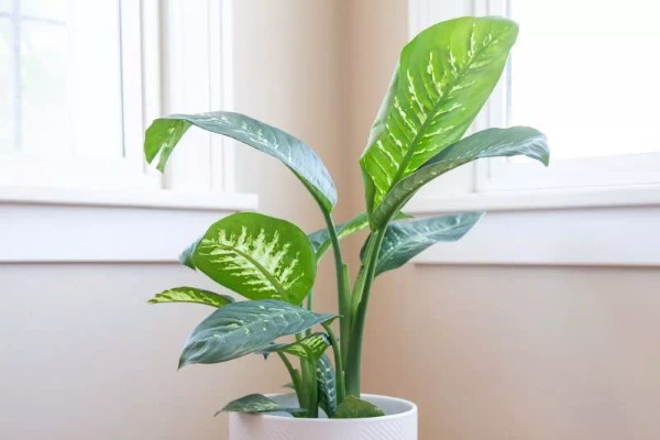 Cây môn trường sinh