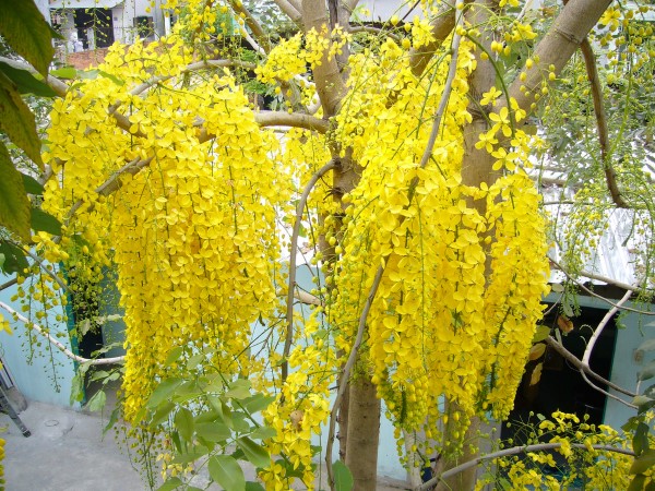Một số công dụng mà cây mang lại