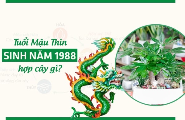 Phân tích chi tiết về đặc tính phong thủy của từng loại cây