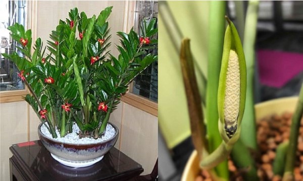 Cây kim tiền ra hoa có ý nghĩa gì?