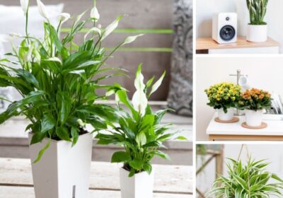 Trồng cây phong thủy theo mệnh thu hút tài lộc phát tài