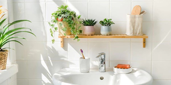 Một số lưu ý khi chọn cây trồng trong nhà vệ sinh