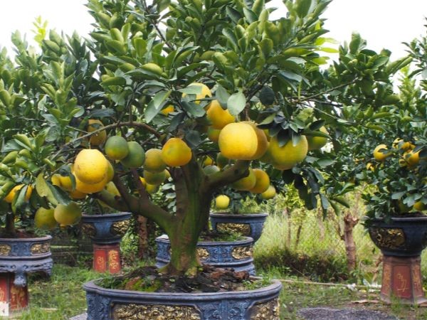 Có nên trồng cây ăn quả trước nhà không