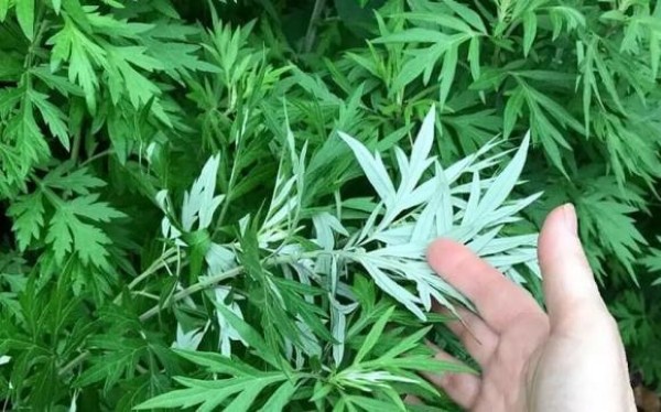 Cây ngải cứu – Cây trừ tà đuổi ma mang ý nghĩa phong thủy sâu sắc