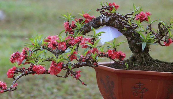 Cây đào – Cây trừ tà đuổi ma mang ý nghĩa may mắn và trường thọ