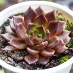 Mệnh kim hợp cây gì? Top 15 cây hợp phong thủy mệnh Kim hút tài lộc