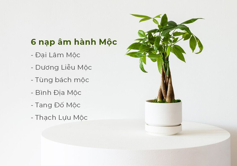 Ý nghĩa 6 nạp âm của mệnh Mộc theo năm sinh