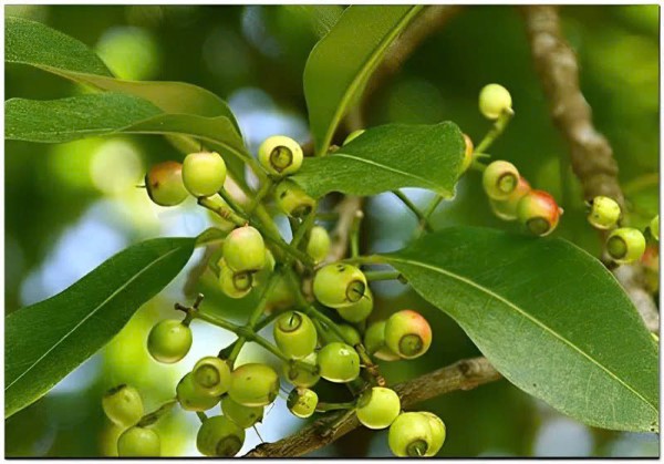 Cây vối