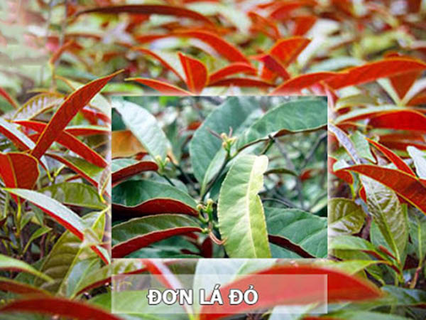 Lá cây đơn lá đỏ có hình bầu dục hoặc hình trứng ngược
