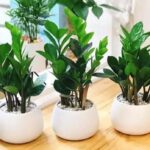 Cây kim tiền thuộc hành Mộc, mang lại nhiều lợi ích trong phong thủy