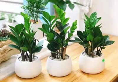 Cây kim tiền thuộc hành Mộc, mang lại nhiều lợi ích trong phong thủy