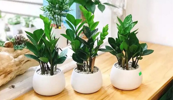 Cây kim tiền thuộc hành Mộc, mang lại nhiều lợi ích trong phong thủy