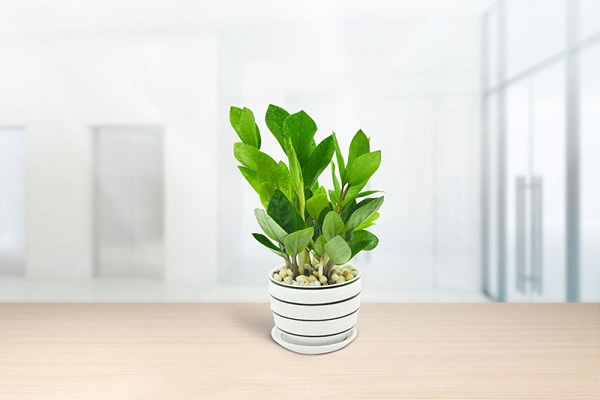 Bài trí cây kim tiền cho người mệnh Thổ chuẩn phong thủy