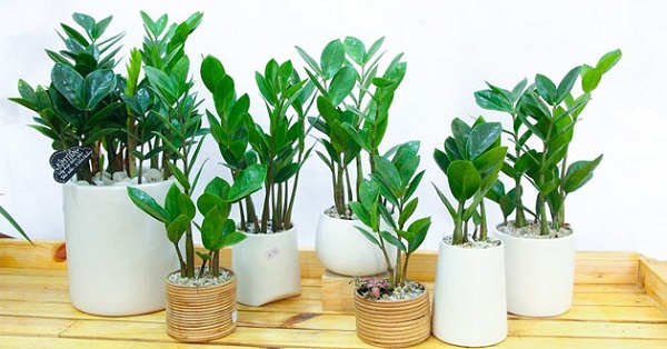 Chọn cây kim tiền khỏe mạnh