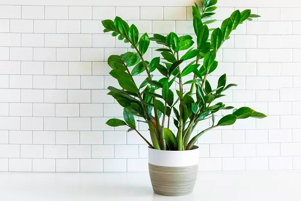 Cây kim tiền, còn gọi là cây phát tài, thuộc họ Araceae