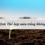 Mệnh Thổ có hợp màu trắng không?