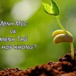 Mệnh Thổ và mệnh Mộc có hợp nhau không? Khám phá tương quan trong ngũ hành