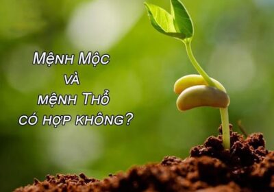 Mệnh Thổ và mệnh Mộc có hợp nhau không? Khám phá tương quan trong ngũ hành