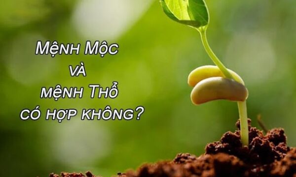 Mệnh Thổ và mệnh Mộc có hợp nhau không? Khám phá tương quan trong ngũ hành
