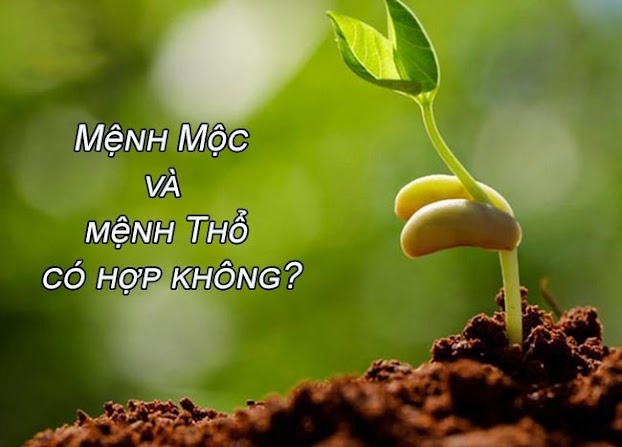 Mệnh Thổ và mệnh Mộc có hợp nhau không? Khám phá tương quan trong ngũ hành